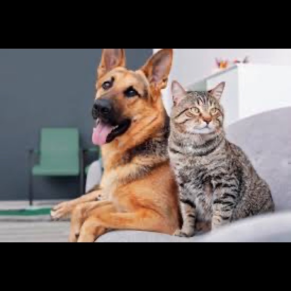 Meet your Posher, Julie - Picture 3 of 3